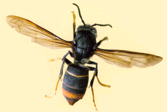 vespa velutina